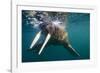 Walrus Swimming under Surface of Water Near Tiholmane Island-Paul Souders-Framed Premium Photographic Print