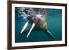 Walrus Swimming under Surface of Water Near Tiholmane Island-Paul Souders-Framed Premium Photographic Print