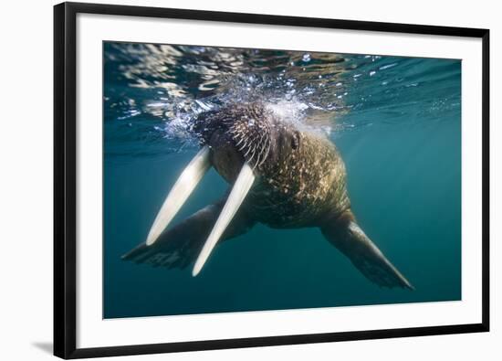 Walrus Swimming under Surface of Water Near Tiholmane Island-Paul Souders-Framed Premium Photographic Print