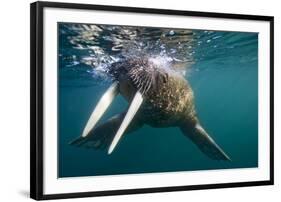 Walrus Swimming under Surface of Water Near Tiholmane Island-Paul Souders-Framed Premium Photographic Print