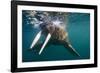 Walrus Swimming under Surface of Water Near Tiholmane Island-Paul Souders-Framed Premium Photographic Print