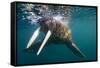 Walrus Swimming under Surface of Water Near Tiholmane Island-Paul Souders-Framed Stretched Canvas