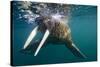 Walrus Swimming under Surface of Water Near Tiholmane Island-Paul Souders-Stretched Canvas