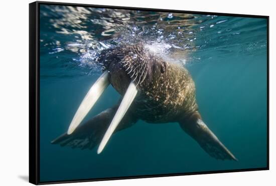 Walrus Swimming under Surface of Water Near Tiholmane Island-Paul Souders-Framed Stretched Canvas