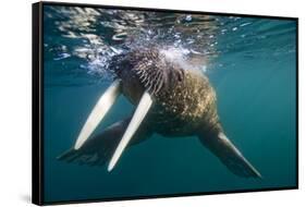 Walrus Swimming under Surface of Water Near Tiholmane Island-Paul Souders-Framed Stretched Canvas