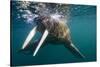 Walrus Swimming under Surface of Water Near Tiholmane Island-Paul Souders-Stretched Canvas