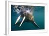 Walrus Swimming under Surface of Water Near Tiholmane Island-Paul Souders-Framed Photographic Print