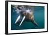 Walrus Swimming under Surface of Water Near Tiholmane Island-Paul Souders-Framed Photographic Print