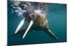 Walrus Swimming under Surface of Water Near Tiholmane Island-Paul Souders-Mounted Photographic Print