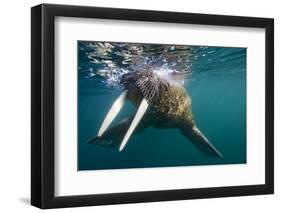 Walrus Swimming under Surface of Water Near Tiholmane Island-Paul Souders-Framed Photographic Print