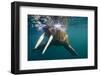 Walrus Swimming under Surface of Water Near Tiholmane Island-Paul Souders-Framed Photographic Print
