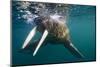 Walrus Swimming under Surface of Water Near Tiholmane Island-Paul Souders-Mounted Photographic Print