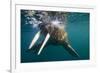 Walrus Swimming under Surface of Water Near Tiholmane Island-Paul Souders-Framed Photographic Print