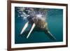 Walrus Swimming under Surface of Water Near Tiholmane Island-Paul Souders-Framed Photographic Print