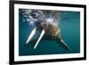 Walrus Swimming under Surface of Water Near Tiholmane Island-Paul Souders-Framed Photographic Print