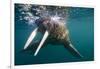 Walrus Swimming under Surface of Water Near Tiholmane Island-Paul Souders-Framed Photographic Print