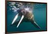 Walrus Swimming under Surface of Water Near Tiholmane Island-Paul Souders-Framed Photographic Print