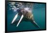 Walrus Swimming under Surface of Water Near Tiholmane Island-Paul Souders-Framed Photographic Print