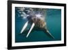 Walrus Swimming under Surface of Water Near Tiholmane Island-Paul Souders-Framed Photographic Print