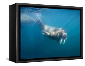 Walrus Swimming Underwater Near Tiholmane Island-Paul Souders-Framed Stretched Canvas