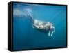 Walrus Swimming Underwater Near Tiholmane Island-Paul Souders-Framed Stretched Canvas