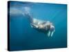 Walrus Swimming Underwater Near Tiholmane Island-Paul Souders-Stretched Canvas