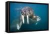 Walrus Swimming Underwater Near Tiholmane Island-Paul Souders-Framed Stretched Canvas