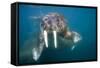 Walrus Swimming Underwater Near Tiholmane Island-Paul Souders-Framed Stretched Canvas