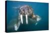 Walrus Swimming Underwater Near Tiholmane Island-Paul Souders-Stretched Canvas