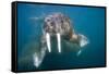 Walrus Swimming Underwater Near Tiholmane Island-Paul Souders-Framed Stretched Canvas