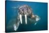 Walrus Swimming Underwater Near Tiholmane Island-Paul Souders-Stretched Canvas