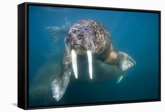 Walrus Swimming Underwater Near Tiholmane Island-Paul Souders-Framed Stretched Canvas