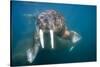 Walrus Swimming Underwater Near Tiholmane Island-Paul Souders-Stretched Canvas