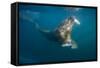 Walrus Swimming Underwater Near Tiholmane Island-Paul Souders-Framed Stretched Canvas