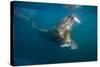 Walrus Swimming Underwater Near Tiholmane Island-Paul Souders-Stretched Canvas