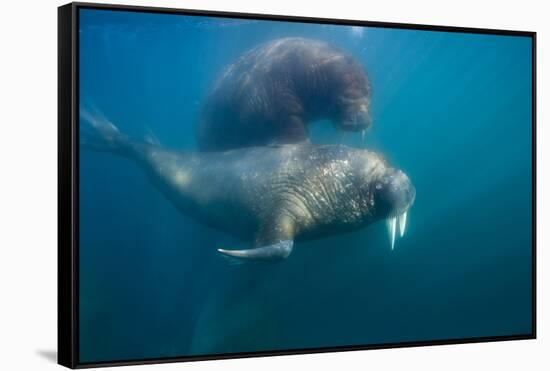 Walrus Swimming Underwater Near Tiholmane Island-Paul Souders-Framed Stretched Canvas