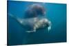 Walrus Swimming Underwater Near Tiholmane Island-Paul Souders-Stretched Canvas