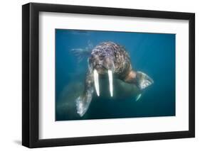 Walrus Swimming Underwater Near Tiholmane Island-Paul Souders-Framed Premium Photographic Print