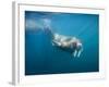 Walrus Swimming Underwater Near Tiholmane Island-Paul Souders-Framed Photographic Print