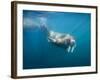 Walrus Swimming Underwater Near Tiholmane Island-Paul Souders-Framed Photographic Print