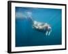 Walrus Swimming Underwater Near Tiholmane Island-Paul Souders-Framed Photographic Print