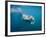 Walrus Swimming Underwater Near Tiholmane Island-Paul Souders-Framed Photographic Print