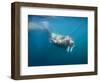 Walrus Swimming Underwater Near Tiholmane Island-Paul Souders-Framed Photographic Print