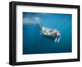 Walrus Swimming Underwater Near Tiholmane Island-Paul Souders-Framed Photographic Print