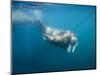 Walrus Swimming Underwater Near Tiholmane Island-Paul Souders-Mounted Photographic Print