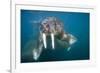 Walrus Swimming Underwater Near Tiholmane Island-Paul Souders-Framed Photographic Print