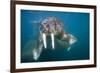 Walrus Swimming Underwater Near Tiholmane Island-Paul Souders-Framed Photographic Print