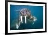 Walrus Swimming Underwater Near Tiholmane Island-Paul Souders-Framed Photographic Print