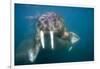 Walrus Swimming Underwater Near Tiholmane Island-Paul Souders-Framed Photographic Print