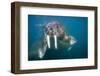 Walrus Swimming Underwater Near Tiholmane Island-Paul Souders-Framed Photographic Print